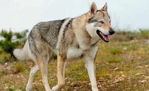 世界上最昂贵的犬-捷克狼犬|捷克|狼犬|昂贵_新浪新闻