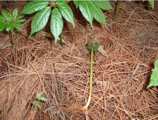 三七根腐病有机防治