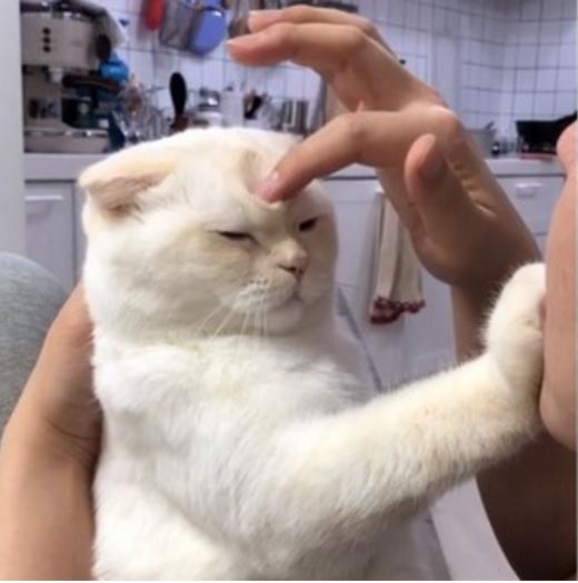 这年头奴才真难教,头上被戳出3个毛洞洞,圣上眼神死!