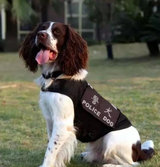 忠诚的守护者中国国内七种常见的警犬