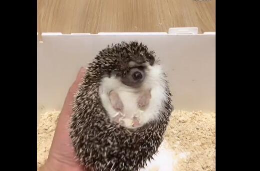 一只网红小刺猬吃面包虫,逗的网友开怀大笑!