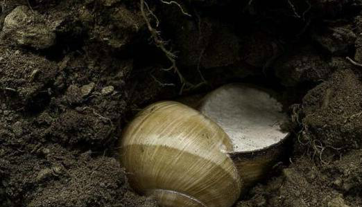 需要冬眠的动物你都知道几个?想不到它也要冬眠,真是长见识