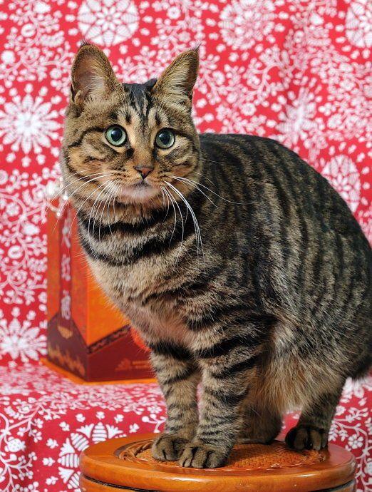 唯一被世界认可的猫中国名贵品种小老虎