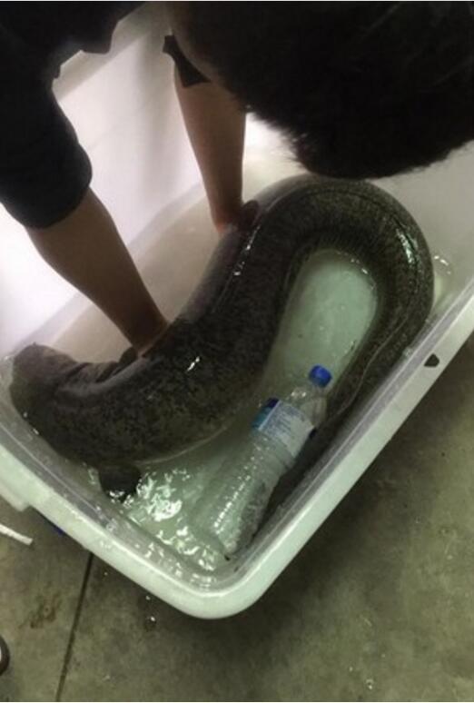 捕获15公斤,超大鲈鳗,霸气老板花6万买下放生,它有灵性了!