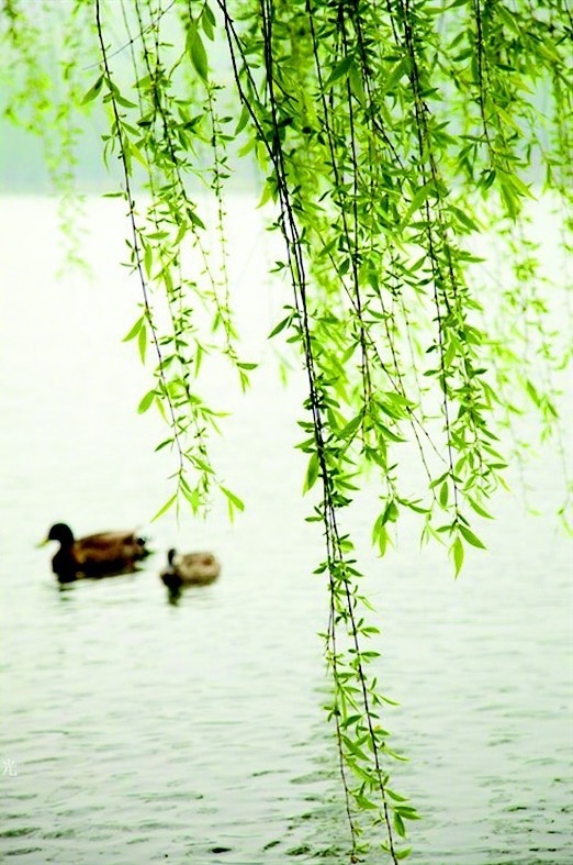 烟水初销见万家东风吹柳万条斜