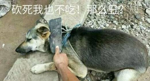 土狗宝宝做错事,主人拿刀吓唬它,可它这表情真是戏精本精了!