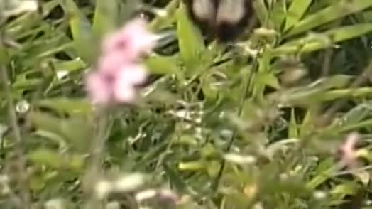 云南山歌《爱情就像一阵风》