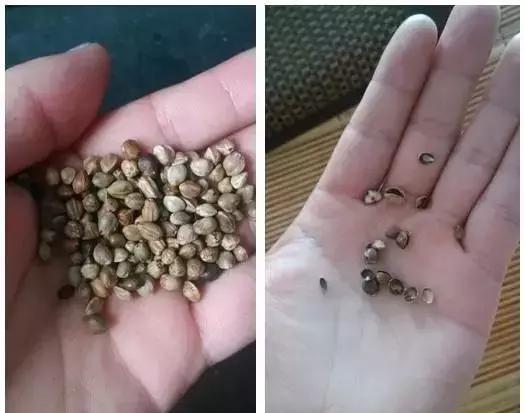 在甘谷，有一种零食叫“嗑麻子”