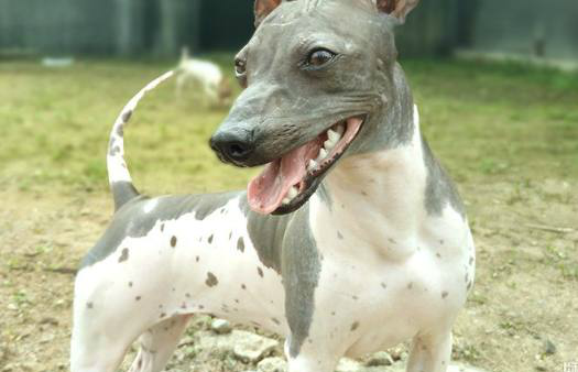 最稀有十大狗狗盘点:藏獒越来越少,图3这种狗狗少到仅剩70只