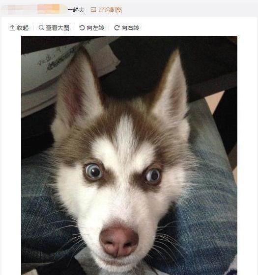 听说哈士奇就算带出去买菜都要夹住头,夹头杀专治二哈!