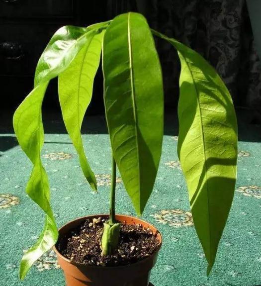 芒果吃完后种子不要丢,2个星期就能变成美丽的芒果树小盆栽