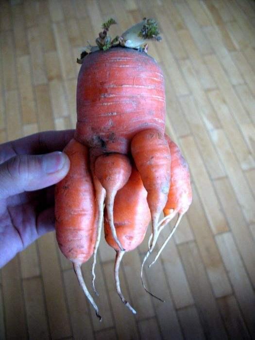 这些长相奇怪的蔬菜,看一个保证你就笑一次