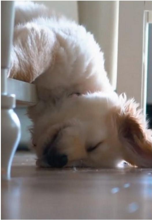 阿金不敌周一症候群超q弹努力起身离不开床倒头继续睡