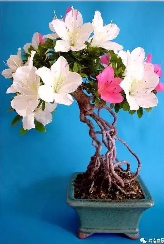 今天是38女神节把最美的盆景献给最美的您愿美丽常在