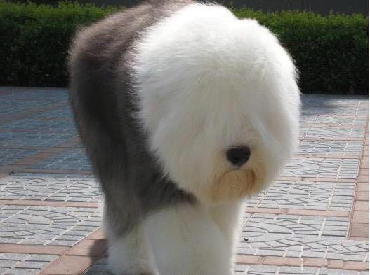 界犬种介绍之29巨型比熊古代英国牧羊犬