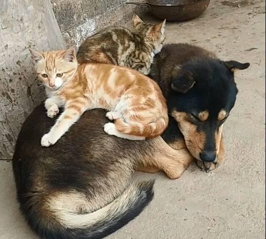 猫咪嫌天气寒冷,爬狗狗身上取暖,网友:太会享受了!