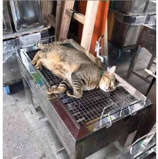 猫咪听说吃烤肉不带它,直接躺在架子上 猫咪:先来个烤全猫!