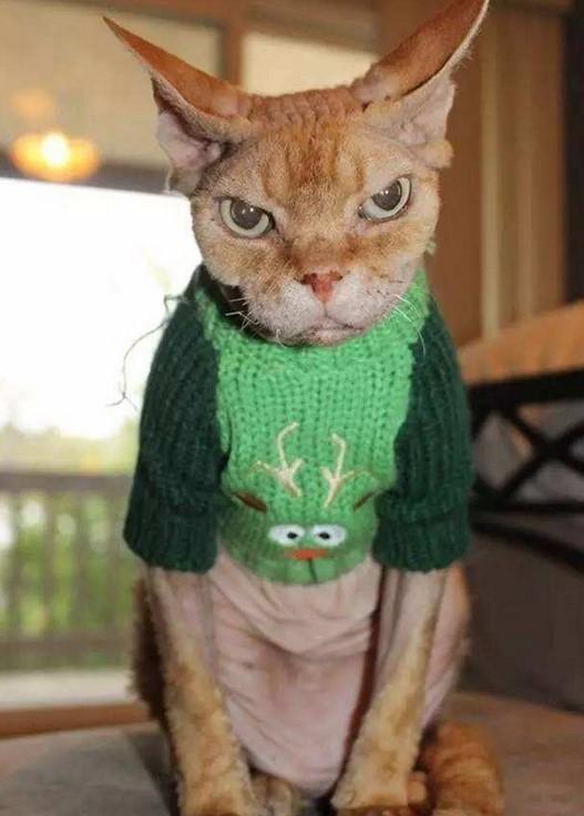 猫咪穿上衣服这么萌原来是因为它们死机啦