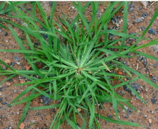 农村不起眼的野草遍地都是对治疗脚气有奇效大家可以试一下