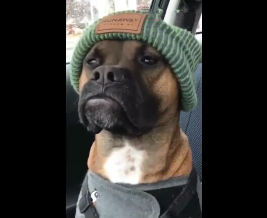 狗狗头戴个性帽子傲慢表情像某明星大家猜像谁