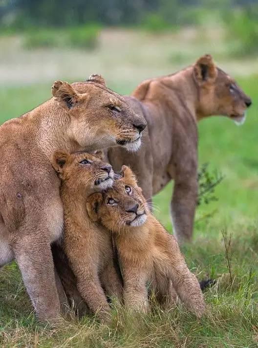 摄影中的罕见的动物全家福,难得一见!