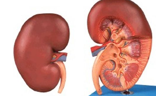 肾内科主任尿毒症是怎么引起的这7种病会悄悄变成尿毒症