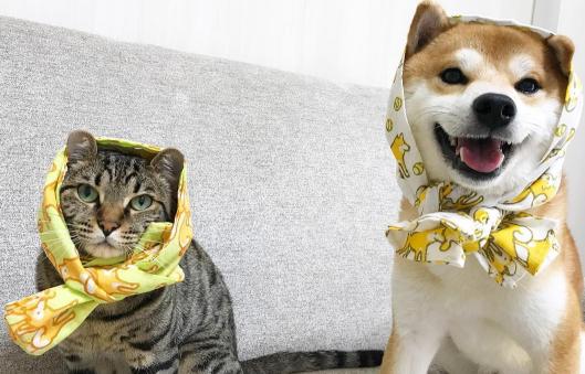 Image result for Shiba 狗 與一隻貓