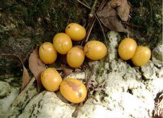 农村这种树挂满果,村里娃却只捡地上的吃,做成糕能卖钱