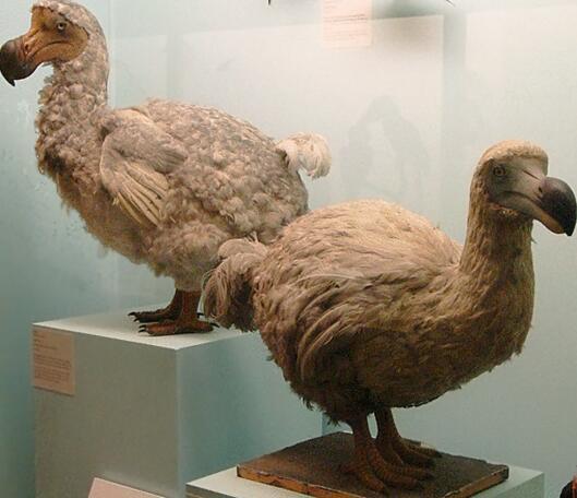 地球上最贵的鸟类化石拍出2861万元天价从发现到灭绝仅120年