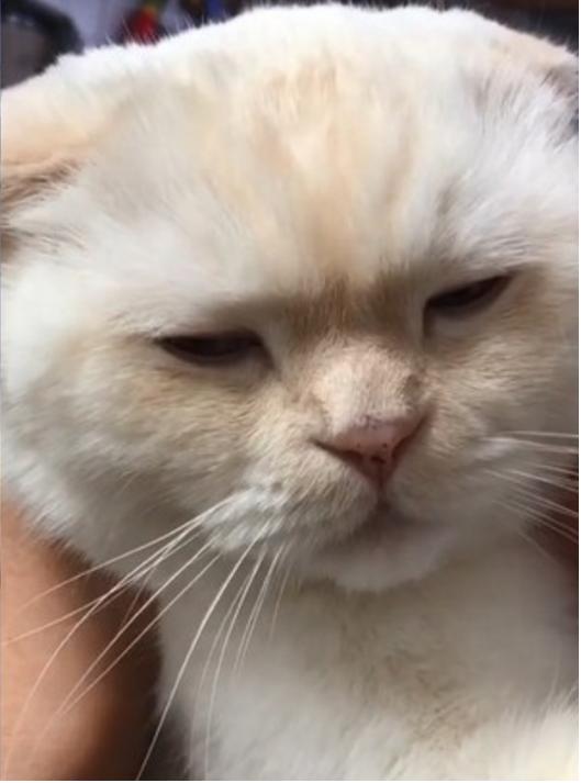 喵皇右手强抵奴才嘴巴,皱眉眼神死,你的好意朕心领了!