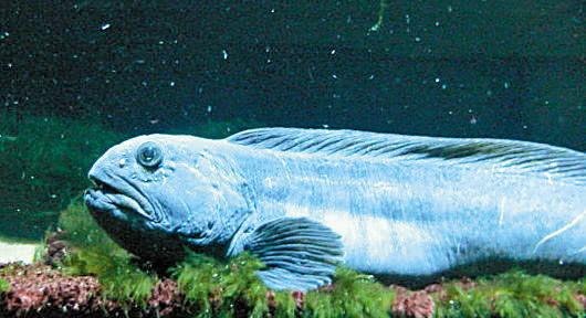 狼鱼|佳肴|渔民_新浪新闻