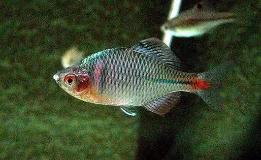 麦穗条纹小鲃白云金丝各种吸鳅熊猫鳅老王最爱的鰕虎鱼(虾虎)虾虎鱼