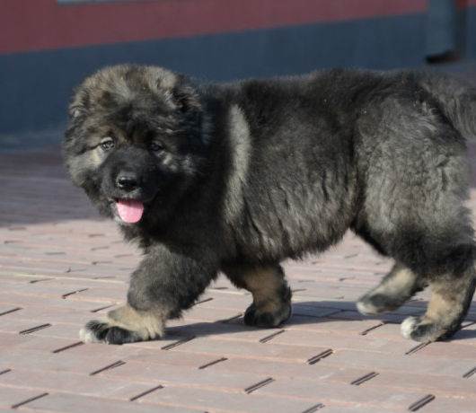 高加索激战藏獒三分钟把藏獒整的没一点脾气