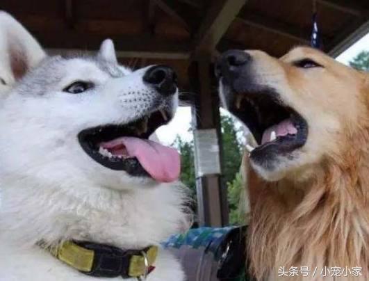 狗妈生下狗宝宝,狗爸二话不说竟以为是隔壁的二哈,上去一顿毒打