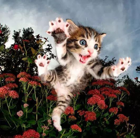 爱笑的动物运气都不会太差|摇摇床|笑容|福相_新浪新闻