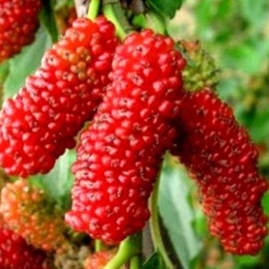 这几种水果种在阳台,种上一棵全家都吃不完,再也不用花钱买了!