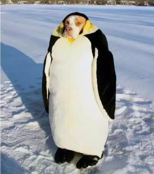 有被子的,赶紧裹紧了自己的小被子.