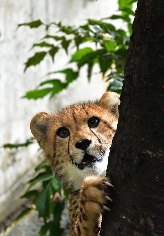 一组萌翻你的小猎豹,世界上怎么会有这么萌的生物啊!