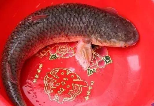 莱州|桃花虾|蛤蜊_新浪新闻