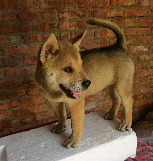 威武霸气的家养小土狗,就要养出中国田园犬的贵族范儿!