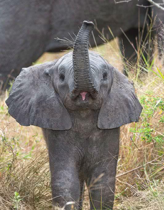 似乎和萌,可爱沾不上太大关系,可是大象宝宝看起来却非常可爱