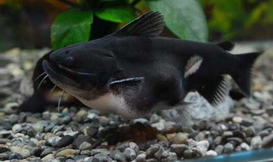 大嘴鲸不是鲸却能生吞比自己大的猎物