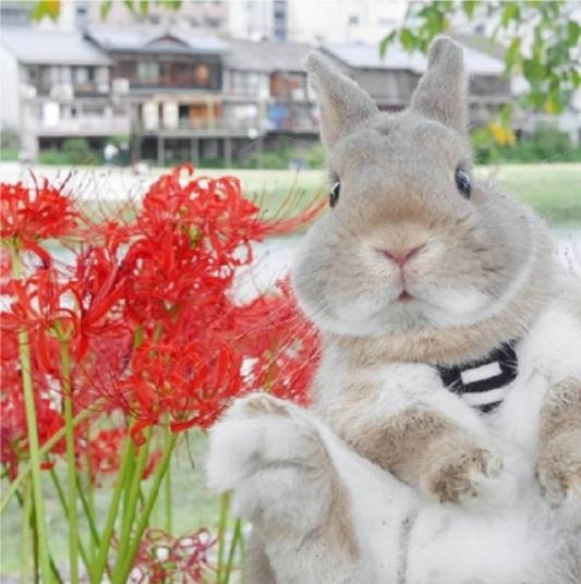 兔兔跟着主人看日出爬雪山赏樱花惬意的兔生让人边融化边羡慕