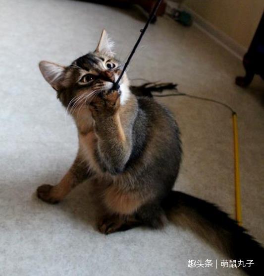 长着松鼠尾巴的猫咪总是被人误当做大型松鼠