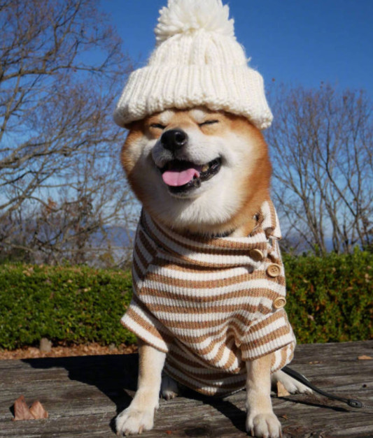 心理测试:4只造型柴犬,哪只笑得最开心?测你内心的天真指数!