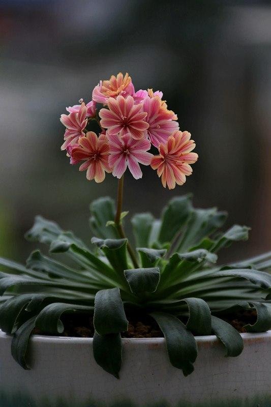 冬天别养绿萝吊兰了此盆栽花漂亮又好养耐寒性强四季开花