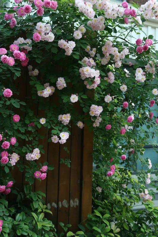 北方的大雪天,她院子却开满花,南方人看了都羡慕!