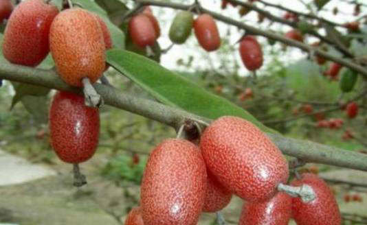 大山里藏着的这种野果,你吃过没,它可是中医眼中的好药材