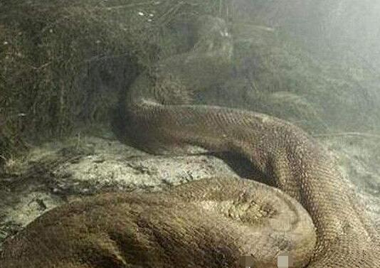 揭开95年安徽巨蟒渡劫事件真相,千年难遇巨蟒渡劫成龙