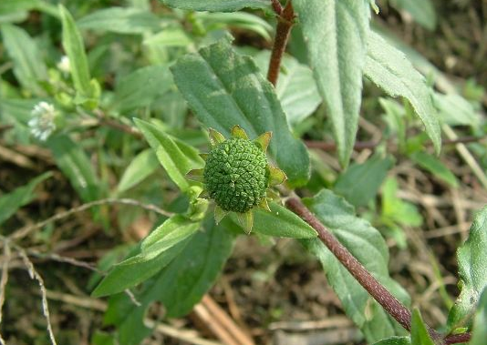 神奇的烂脚草有人讨厌有人当成宝